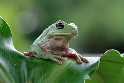 Australian White Tree Frog, Frog Painting, Whites Tree Frog, Green Tree Frog, Tropical Animals, Two Trees, Tree Frog, Tree Frogs, White Tree