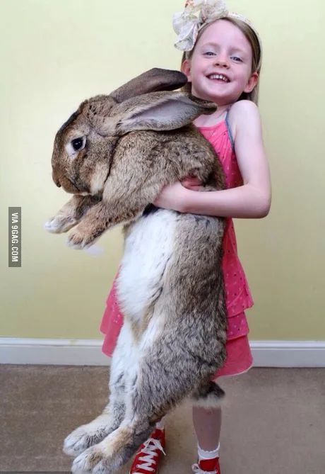 Darius the 50 pound, 4 foot 4 inches bunny rabbit from Worcester, England that is now officially the world's biggest! - 9GAG Huge Animals, Flemish Giant Rabbit, Giant Rabbit, Giant Bunny, Bunny Stuff, Giant Animals, Big Bunny, Pet Bunny, Flower Cupcakes