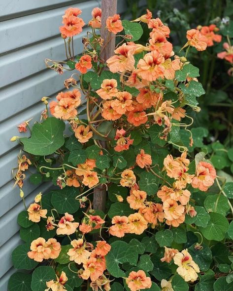 @urbanveggiepatch on Instagram: “I love having Nasturtiums spilling over my garden beds but I also love staking them and training them to grow vertically. If you give them…” Grow Vertically, Garden Shop, Ground Cover, My Garden, Country Living, Garden Beds, Climbing, To Grow, Color Pop