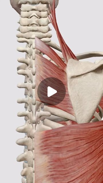 Head Animation, Levator Scapulae, Pectoralis Major, Latissimus Dorsi, Shoulder Pain Relief, The Act, Biology, Anatomy, Health