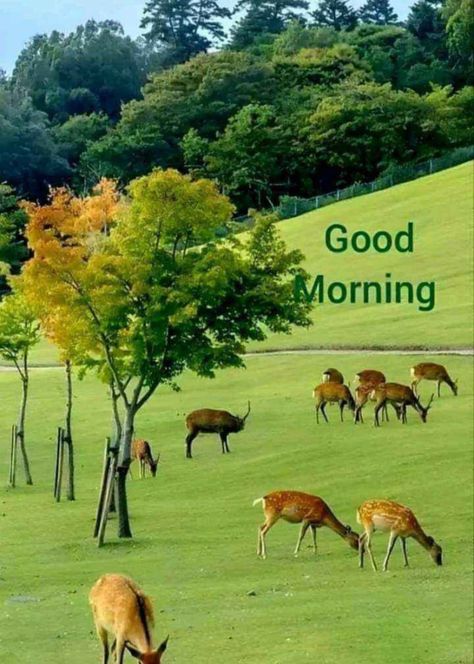 Good Morning Wishes In Tamil, Good Morning Wishes In English, Good Morning Wishes In Hindi, Good Morning Wishes Love, Good Morning Nature Images, Good Morning Animals, Good Morning Posters, Good Morning Clips, Good Morning Wednesday