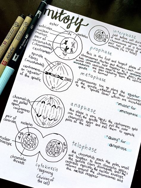 Biology Notes Aesthetic Kidney, Mitosis Notes Aesthetic, Genetics Aesthetic Notes, Bio Diagrams Aesthetic, Mitosis And Meiosis Notes Aesthetic, Biology Mitosis Meiosis Notes, Biology Notes Mitosis, Science Diagrams Biology, Biology Alevel Notes