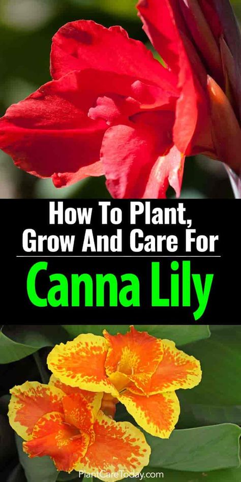 colorful canna lily flowers Canna Lily Landscaping, Canna Lily Care, Canna Lily Garden, Cana Lily, Perennials Low Maintenance, Canna Flower, Canna Lilies, Diy Container, Lily Care