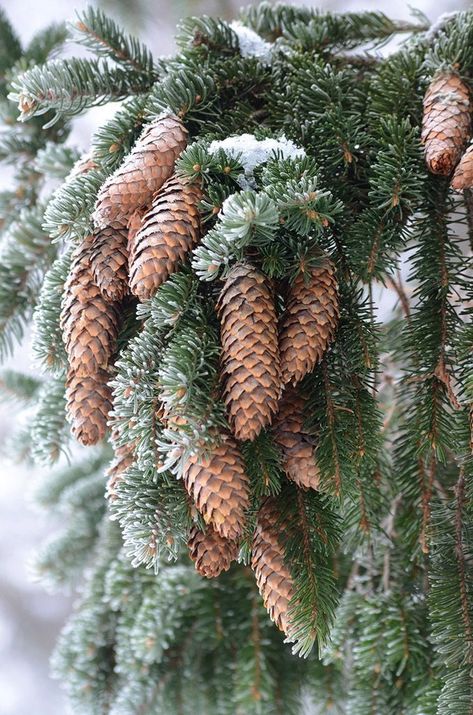 Picea Abies, Norway Spruce, Boreal Forest, Fir Trees, Conifer Trees, Tree Photography, Winter Scenery, Winter Wonder, Tree Leaves