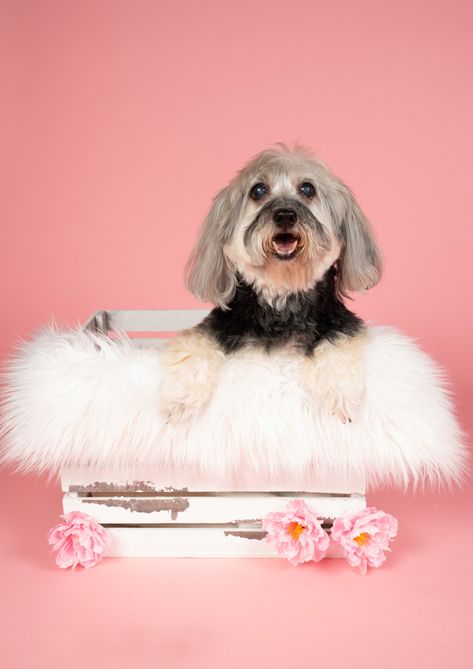 Dog Photo Backdrop, Pet Poses, Pet Photography Props, Pet Photography Poses, Pet Photography Business, Pet Photoshoot, Dogs Pics, Grooming Salons, Candy Photoshoot