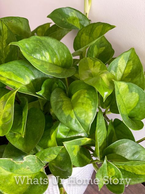 Global Green Pothos - 8 Best Pothos Varieties To Grow Global Green Pothos, Pothos Varieties, Easy Indoor Plants, Indoor Plant, Gardening Ideas, Diy Garden, Indoor Plants, House Plants, To Grow