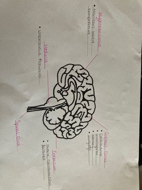 Simple diagram of the brain KS4 Biology Diagram Of The Brain, Brain Diagram, Academic Motivation, The Brain, Biology, Brain, Preschool, Quick Saves, Pre School