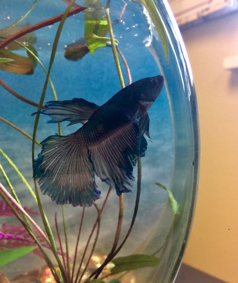 Hank the blue moon betta fish is loving his new aquarium!! Blue Betta Fish Aesthetic, Fish Tank Photography, Blue Beta Fish, Blue Betta Fish, The Blue Moon, Pet Project, Nature Photography Flowers, Create Your Own Reality, Beta Fish