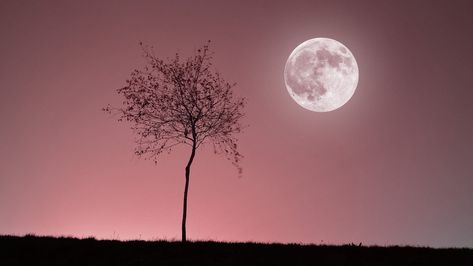 April Full Moon, Pink Full Moon, Moon 2023, May Full Moon, March Equinox, The Moon Tonight, Next Full Moon, 2023 Pink, Moon Calendar