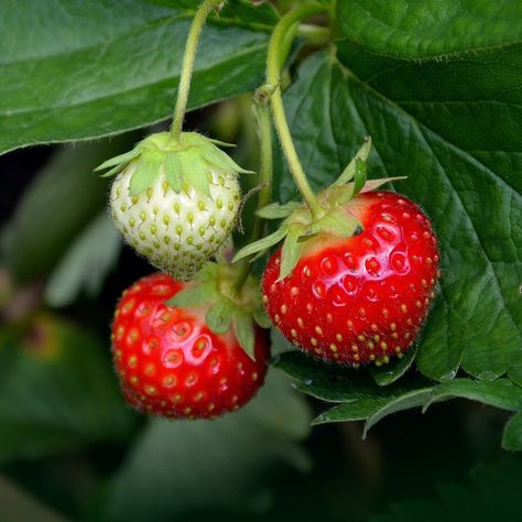 Our grow your own strawberry plant growing kit is an unusual, unique and complete beginner friendly indoor gardening gift for men, women or children. This kit allows you to grow your own strawberry plant from the comfort of your own home. Each Kit contains: - Watering Saucer - Professional Growing Pellet - Fresh Viable Seeds - Instructions - Plant Label About The Plant The alpine strawberry plant will produce small sweet tasting strawberries. About us We have been growing strange, unusual and ex Strawberry Gardening, Strawberries Growing, Growing Strawberries In Containers, Flower In Pot, Strawberries In Containers, Alpine Strawberries, Garden Container, Strawberry Seed, South Gate