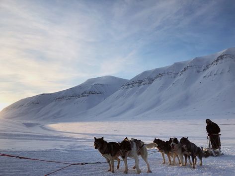 Husky Dog Sledding in Longyearbyen, Svalbard Svalbard Aesthetic, Longyearbyen Svalbard, Ice Kingdom, Thea Stilton, Huskies Sled, Moving To Alaska, Longyearbyen, Snow Aesthetic, Mountain Aesthetic