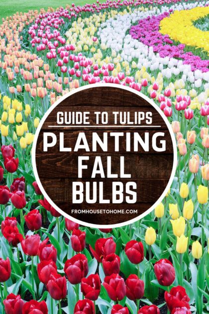 Planting tulips and daffodils are a great way to make your spring garden look beautiful. Learn how to plant spring bulbs like these so you can see the beautiful blooms next spring. | Gardening For Beginners How To Plant Tulips, How To Plant Bulbs, When To Plant Bulbs, Fall Bulb Planting, Plant Tulips, Tulips And Daffodils, Plant Bulbs, Planting Tulips, Fall Bulbs