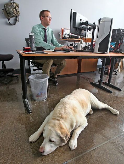 More companies, citing benefits, allow pets at work Dogs At Work, Dog Cuddles, Office Dog, Spoiled Dogs, Employee Retention, Emotional Support Dog, Marion County, Support Dog, Therapy Animals