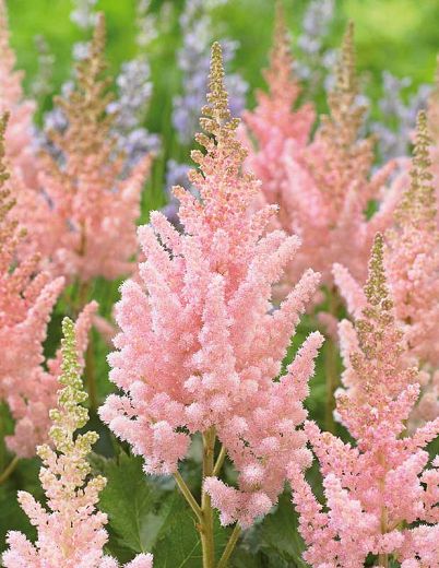 Astilbe Flower, Flowers Opening, Blush Pink Flowers, Bog Garden, Front Garden Landscape, Plant Fungus, Balcony Plants, Easy Care Plants, Plant Combinations