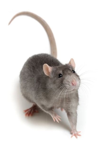 Gray rat isolated on white background royalty free stock photography Rat White Background, Rat Reference Photo, Rats Photography, Trimurti Arts, Rat Reference, Rat Picture, Rat Photos, Rat Mask, Rat Animal