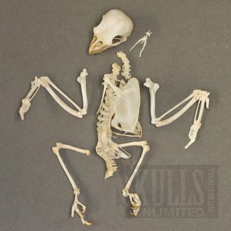 Common Marmoset, Comparative Anatomy, Bird Skeleton, Bird Bones, Cockatiel Bird, Animal Skeletons, Vulture Culture, Bone Crafts, Crows Ravens