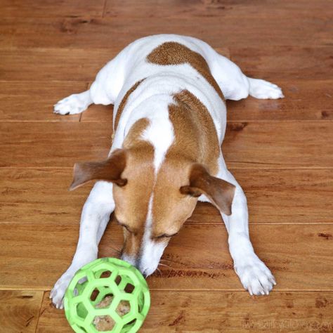 These easy Homemade Dog Treats are the perfect way to use up leftover chicken! They're quick to make, and store beautifully in the freezer for weeks! Easy Homemade Dog Treats, Chocolate Desserts Fancy, Easy Drop Biscuits, Biscuits Homemade, Dog Treat Recipe, Dog Treats Homemade Easy, Easy Dog Treats, Healthy Dog Treats Homemade, Easy Chocolate Desserts