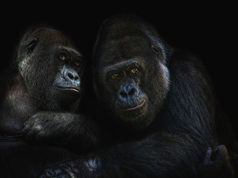 gorillas in love by Joachim G.  Pinkawa on 500px Gorilla Couple, Couple Pfp, In Love, Animals