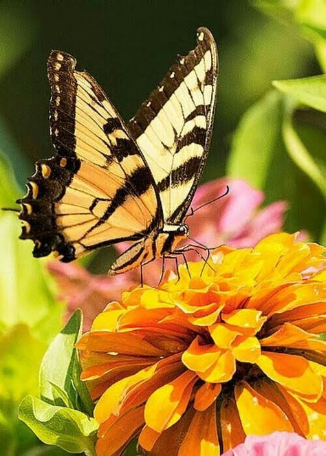 Tiger Swallowtail Butterfly, Tiger Swallowtail, Types Of Butterflies, Flying Flowers, Swallowtail Butterfly, Butterfly Photos, Butterflies Flying, Butterfly Pictures, Butterfly Kisses