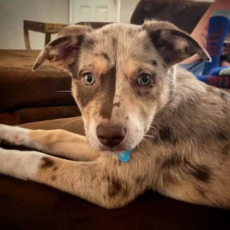 Collie Mix Puppies, Catahoula Leopard Dog Puppy, Catahoula Dog, Catahoula Leopard Hound, Catahoula Puppies, Border Collie Mix Puppies, Catahoula Mix, Catahoula Leopard Dog Mix, Australian Cattle Dog Mix