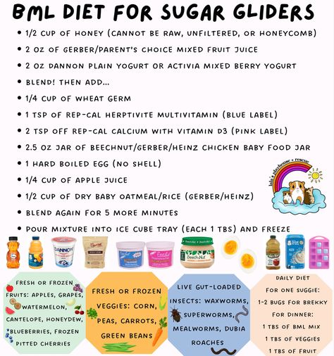 Sugar Glider Diet, Sugar Glider Care, Sugar Glider Food, Chicken Baby Food, Mixed Fruit Juice, Berry Yogurt, Animal Cage, Sugar Bears, Sugar Gliders