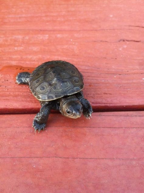 <3333 Box Turtles, Turtle Time, Aquarium Terrarium, Pet Turtle, Tiny Turtle, Tortoise Turtle, Animals Amazing, Turtle Love, Pet Animals