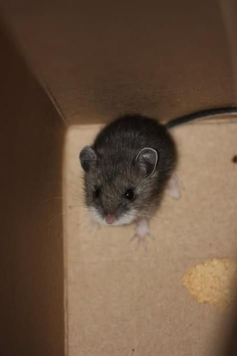 Small Rat, Pet Mouse, Field Mice, Rats And Mice, Pet Crafts, Cute Mice, Calico Critters Families, Pet Rat, Field Mouse