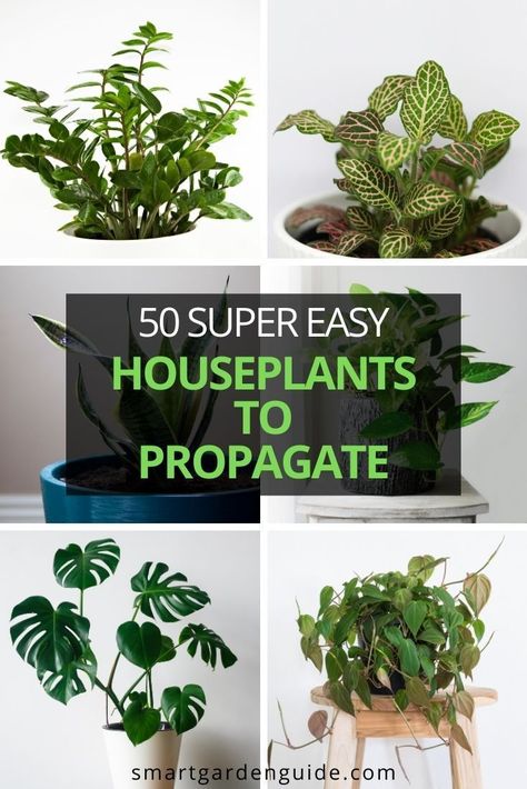 Plants To Propagate, Easy Houseplants, Gardening Inside, Houseplant Collection, Plant Jungle, Easy House Plants, Houseplant Care, Household Plants, Plant Care Houseplant