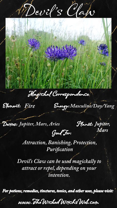 Devil's Claw Herb Magickal Correspondences — The Wicked Witch's Web Welsh Witch, Devils Claw, Magickal Correspondences, Moon Spells, Witch Craft, Witch Spell Book, Growing Tips, Witch Spell, Pagan Witchcraft