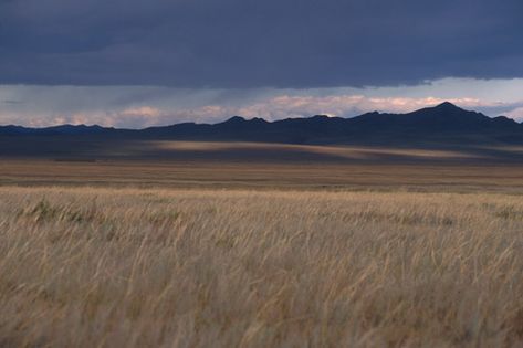 What the ground looks like in the storm realm. Imagine this kind of thing with an /enormous/ storm raging overhead, the grass whipping at your ankles as you walk through it, the wind almost pulling you off your feet Plains Landscape, Life List, Landscape Concept, Cool Landscapes, Environment Concept Art, Environmental Art, Mongolia, Beautiful Places To Visit, Fantasy Landscape