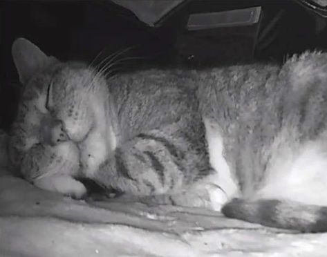 Dad Builds A Heated Cat House With Night Vision Camera To Make Sure The Stray Cats Make It Home Safely Heated Cat House, Feral Cat House, Night Vision Camera, Cat In Heat, Cats House, Feral Cat, Newborn Kittens, Stray Cats, Feral Cats