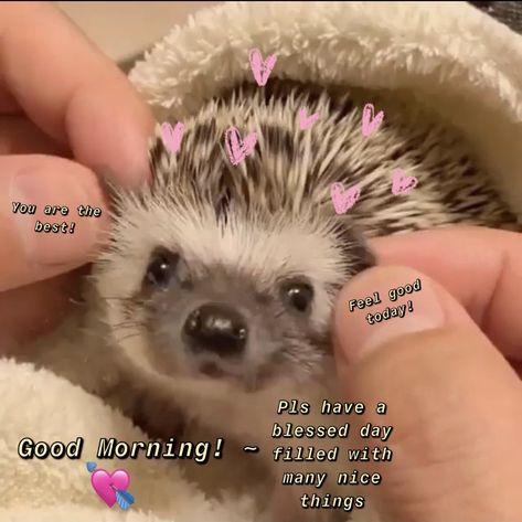 Wholesome Pictures Good Morning, Gm Cat Pics, Good Morning Reaction Pic Cute, Good Morning Wholesome Pics, Wholesome Messages For Friends, Cute Memes For Her, Cute Messages For Her, Goodmorning Cute, Good Morning Cutie