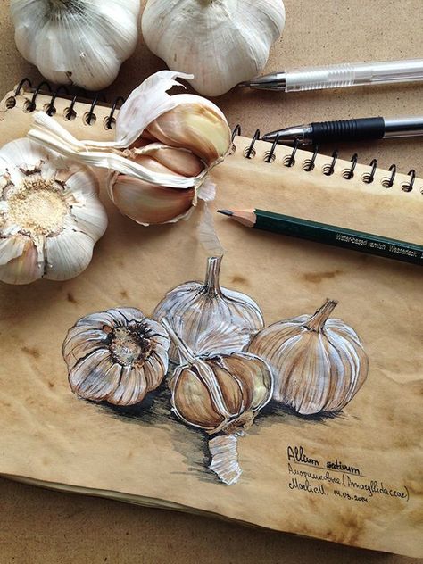 Garlic Illustration, Botanical Sketchbook, Gcse Art Sketchbook, A Level Art Sketchbook, Watercolor Pencil, Illustration Watercolor, Toned Paper, Gcse Art, Pencil Art Drawings