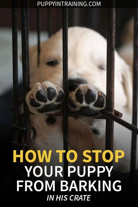 How To Stop A Puppy From Barking In His Crate At Night - Puppy In Training Crate Train, Puppy Barking, Crate Training Puppy, Dog Minding, Dachshund Funny, Easiest Dogs To Train, Puppy Training Tips, Dog Training Techniques, Dog Tips