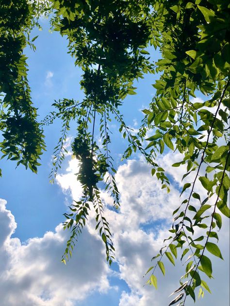 Leaves and clouds and sky  #leaf #sky #tree #clouds #silverlining Sunflower Tree, Green Ground, Sky Tree, 2023 Vision, Plant Painting, Aesthetic Things, Tree Leaves, Landscape Trees, Green Wallpaper