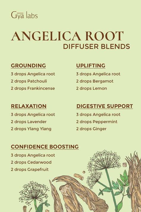 Angelica Root Benefits, Angelica Benefits, Angelica Herb, Angelica Root, Essential Oil Usage, Essential Oil Combinations, Essential Oil Remedy, Oil Remedies, Magic Herbs