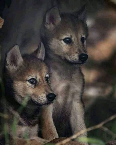 Wolf Lovers | Cute ! | Facebook Wolf And 2 Cubs Tattoo, Wolf Cubs Tattoo, Aesthetic Puppy Wallpaper, Wolf With Cubs, Wallpaper Wolf, Wolf Puppies, Aesthetic Wolf, Wolf Cubs, Aesthetic Puppy