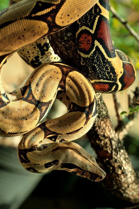 Snakes Pile Of Snakes, Red Tail Boa, Danger Noodles, Pretty Snakes, Reptile Room, Boa Constrictor, Animal Supplies, Snake Lovers, Cute Reptiles