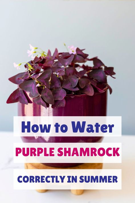 "Purple Shamrock care, watering schedule, how often to water Oxalis 
triangularis, soil moisture for Purple Shamrock, watering tips for Oxalis, 
best time to water Purple Shamrock, watering frequency for Oxalis 
triangularis, Purple Shamrock plant care, proper watering for Oxalis, 
watering guidelines for Purple Shamrock." Shamrock Plant, Purple Shamrock, Oxalis Triangularis, Plant Tips, Soft Spot, The Purple, Indoor Plants, House Plants, Reading