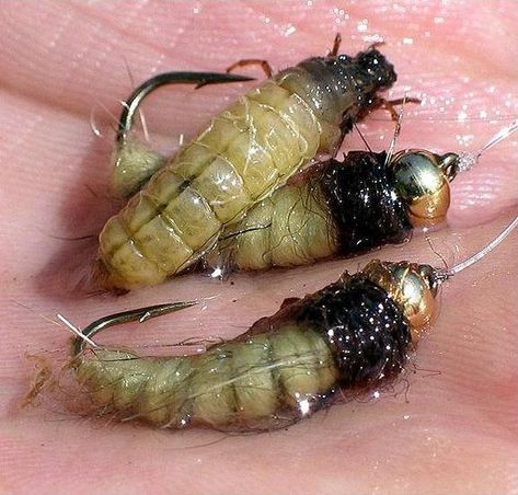 Shark's Caddis Larva Caddis Flies, Tying Flies, Fly Fishing Flies Pattern, Fly Fishing Tips, Trout Flies, Fly Fishing Flies, Crappie Fishing, Fly Tying Patterns, Fly Patterns