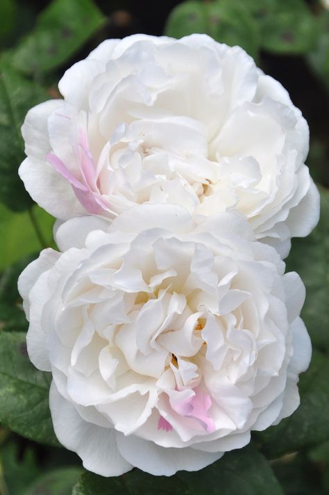 Winchester Cathedral Rose, Arbor Gate, Winchester Cathedral, Austin Rose, David Austin Roses, David Austin, English Roses, Back Garden, Garden Planning