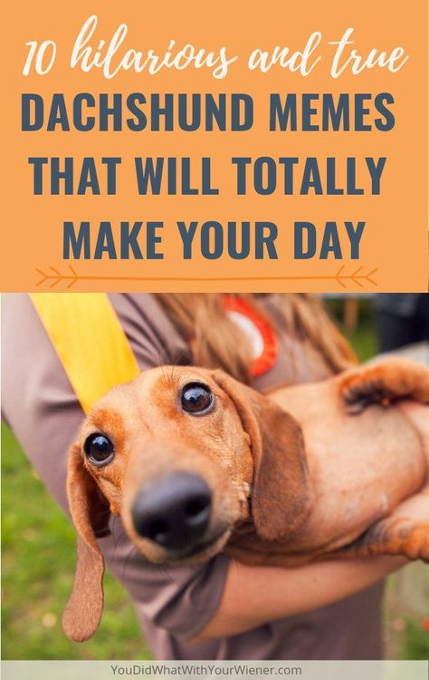 You'll laugh, you'll cry, you'll snort - Funny Dachshund memes and photos that will make your day brighter. Funny Dachshund Pictures, Dachshund Funny Humor, Dachshund Puppy Funny, Dachshund Puppy Training, Dapple Dachshund Puppy, Dachshund Training, Dachshund Quotes, Dachshund Puppies For Sale, Scrub Corpo