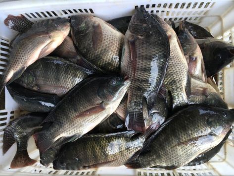 Fresh Tilapia, Fish Tilapia, Frozen Tilapia, Frozen Fish, Tilapia Fish, Fresh Fish, Frozen, Meat, Fish