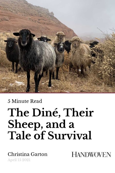 Nikyle Begay, a shepherd with a flock of Navajo-Churro, is also a weaver and a member of the Diné tribe. Navajo Churro Sheep, Livestock Guardian Dog, Livestock Guardian, Weaving Yarn, Saddle Blanket, Churros, Flocking, Fiber Art, Goats