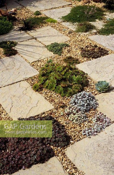 private suburban garden Wolverhampton patio with paving slabs removed for planting with Thyme Sedums and Sempervivums in gravel Suburban Garden, Garden Slabs, Patio Paving, Seaside Garden, Gravel Patio, Small Patio Garden, Garden Paving, Gravel Garden, Patio Garden Design