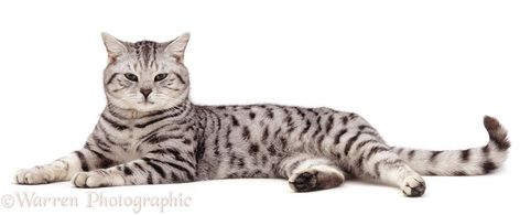 British Shorthair silver spotted tabby male cat, Zorro, 9 years old, lying stretched Out (Psittirostra psittacea), white background Spotted Tabby Cat, Eye Disorders, Eye Problems, Male Cat, Cat Anatomy, Tabby Cats, Cat Reference, British Shorthair Cats, Cat Pose