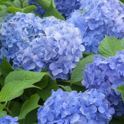 Hydrangea macrophylla 'Blue Danube' Hydrangea Potted, Pruning Hydrangeas, Big Leaf Hydrangea, Bigleaf Hydrangea, Growing Hydrangeas, Blue Hydrangeas, Hydrangea Macrophylla, Garden Compost, Planting Hydrangeas