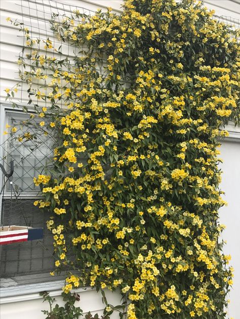 Carolina Jasmine @ 3 yrs old!! Smells beautiful!! Chameli Flower, Carolina Jasmine, Jasmine Flowers, Backyard Projects, Art Class, Garden Ideas, Yard, Flowers, Quick Saves