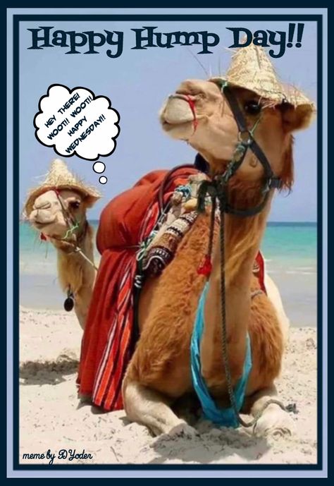 Happy Hump Day Funny Hilarious, Hump Day Humor Wednesday, Happy Hump Day Funny, Hump Day Quotes Funny, Good Morning Happy Hump Day, Humpday Humor, Wax Wednesday, Hump Day Meme, Pin Quotes