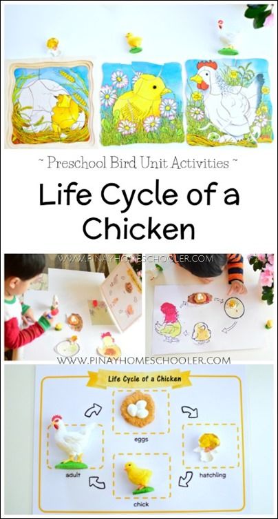 Chicken Life Cycle Craft, Chicken Life Cycle Activities, Fun Preschool Activities, Bird Life Cycle, Life Cycle Of A Chicken, Life Cycles Preschool, Life Cycle Activities, Biology For Kids, Cycle For Kids